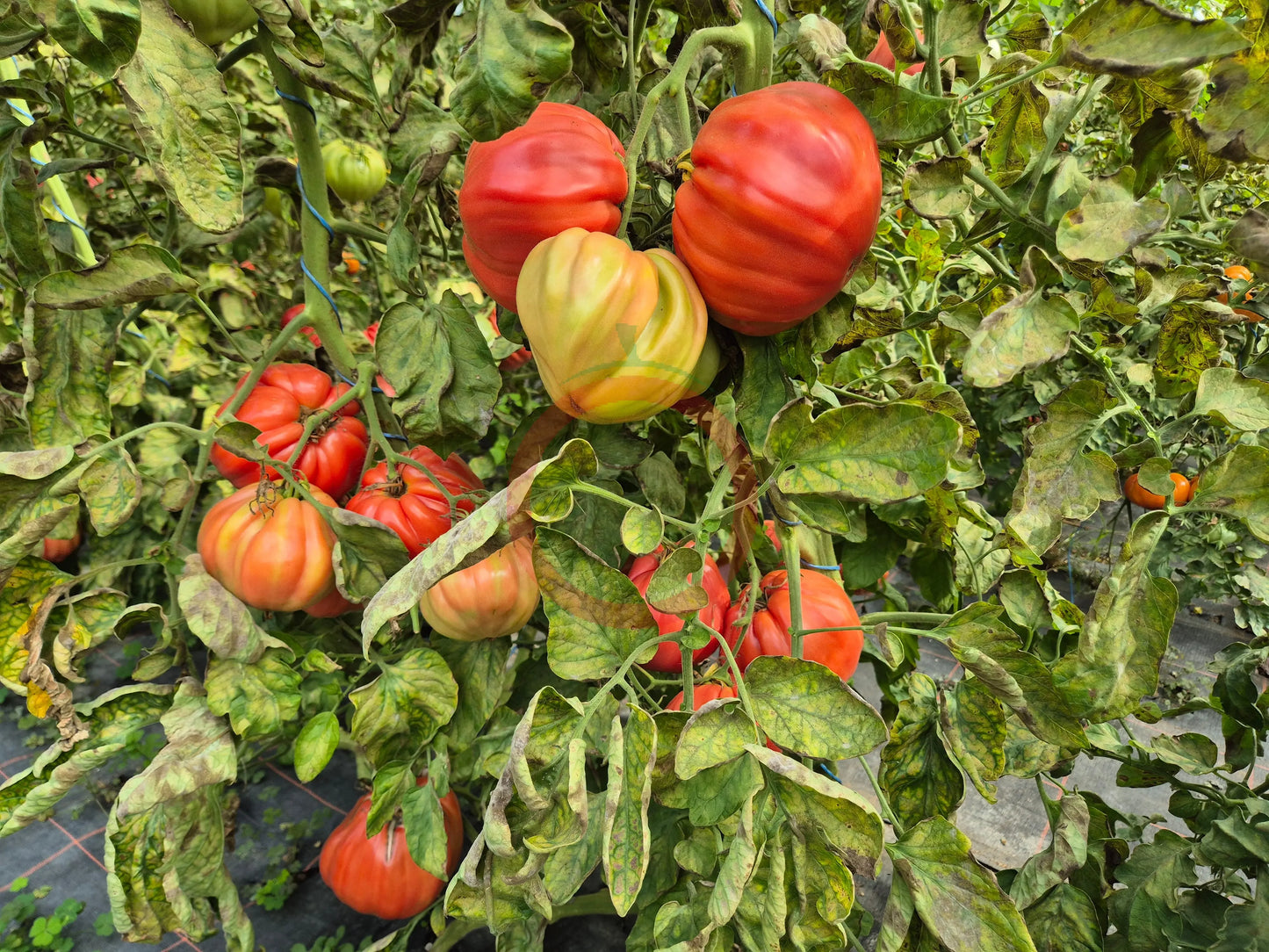 Costoluto Colli Euganei DER TOMATENFLÜSTERER