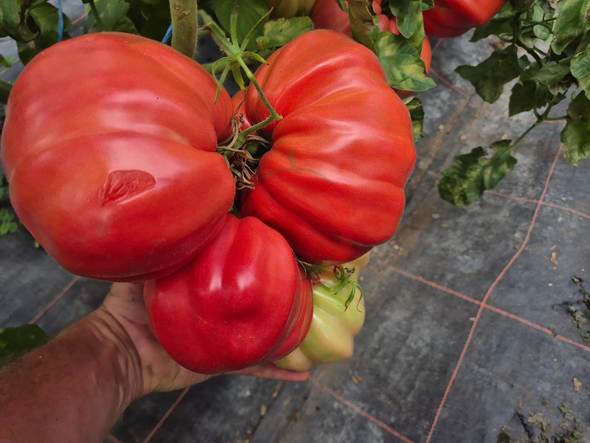 Costoluto Colli Euganei DER TOMATENFLÜSTERER