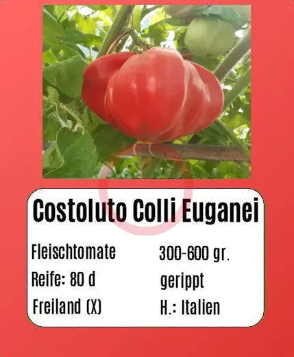 Costoluto Colli Euganei DER TOMATENFLÜSTERER