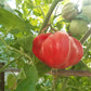 Costoluto Colli Euganei DER TOMATENFLÜSTERER