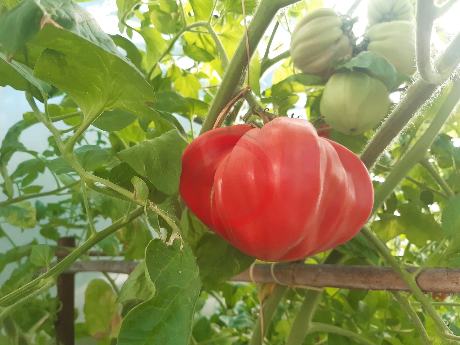 Costoluto Colli Euganei DER TOMATENFLÜSTERER