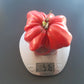 Costoluto Colli Euganei DER TOMATENFLÜSTERER