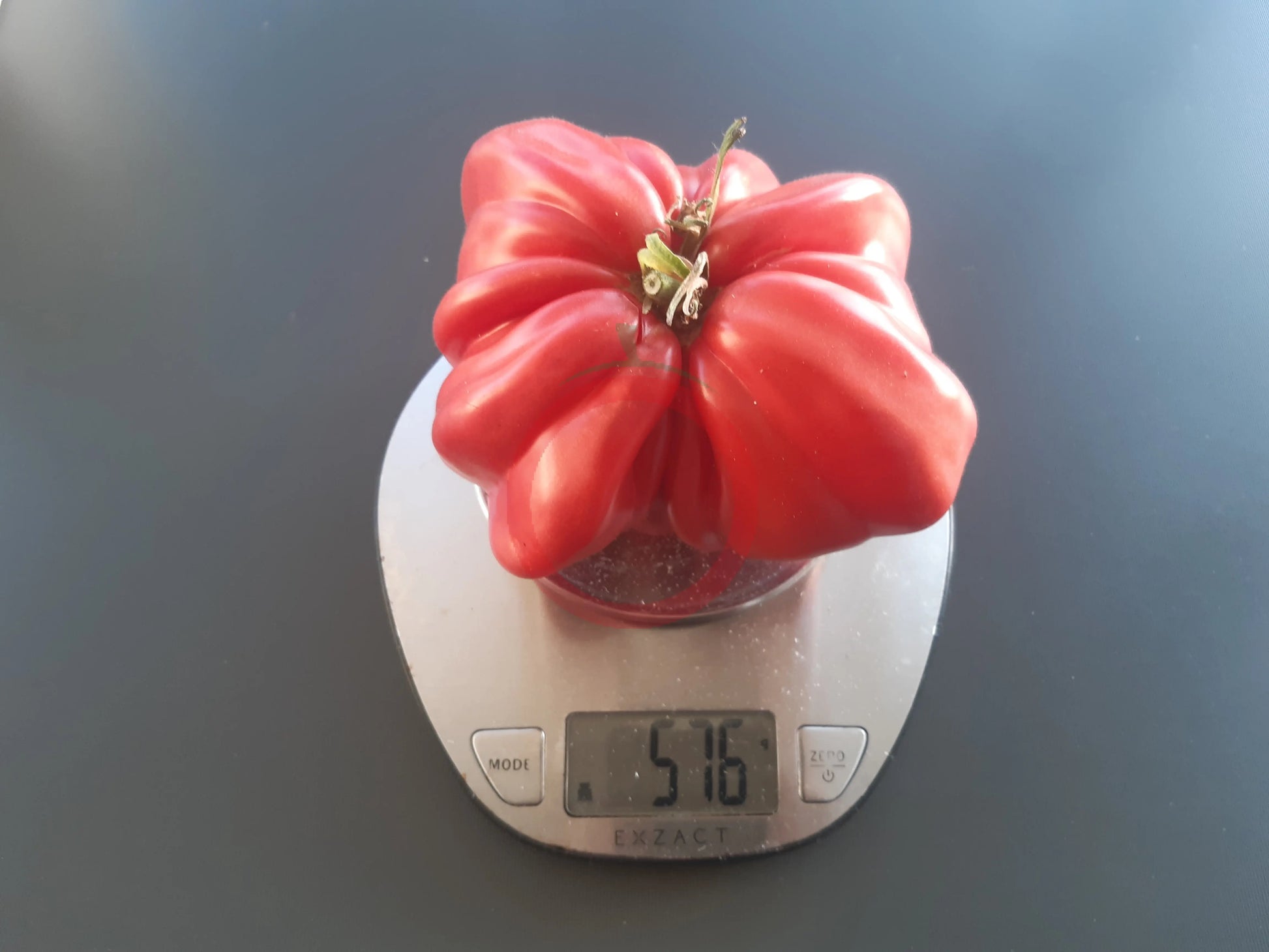 Costoluto Colli Euganei DER TOMATENFLÜSTERER