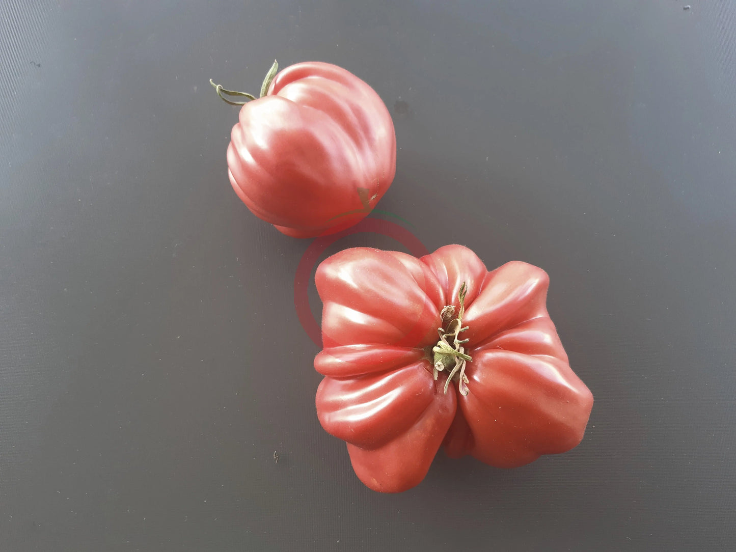 Costoluto Colli Euganei DER TOMATENFLÜSTERER