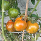 Cote d´Zebra DER TOMATENFLÜSTERER