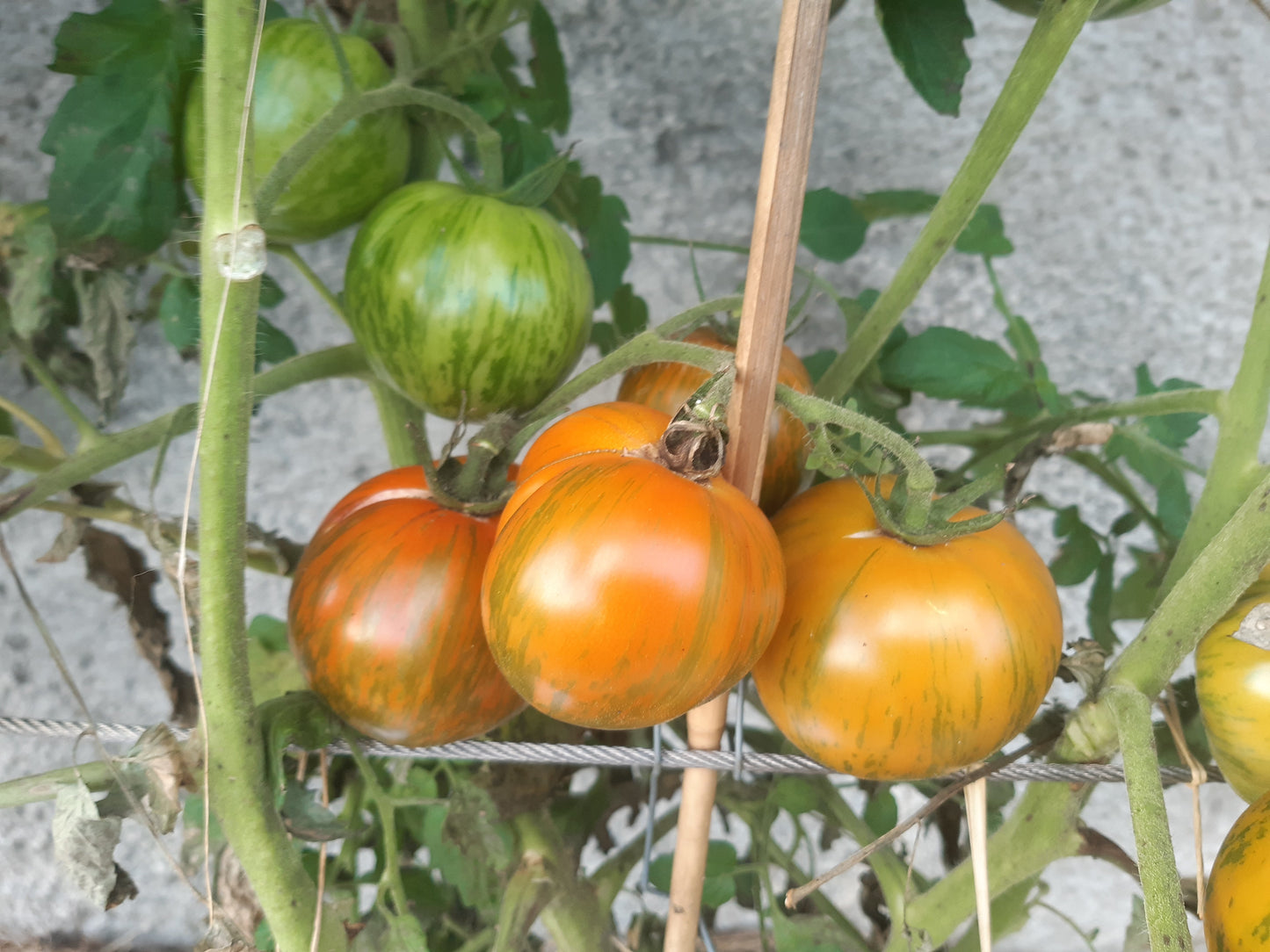 Cote d´Zebra DER TOMATENFLÜSTERER