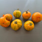 Cote d´Zebra DER TOMATENFLÜSTERER