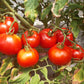 Couille De Taureau DER TOMATENFLÜSTERER