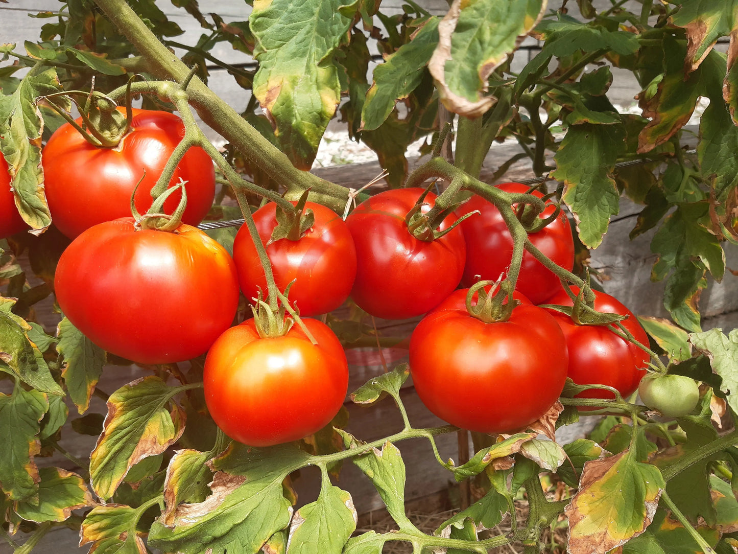 Couille De Taureau DER TOMATENFLÜSTERER