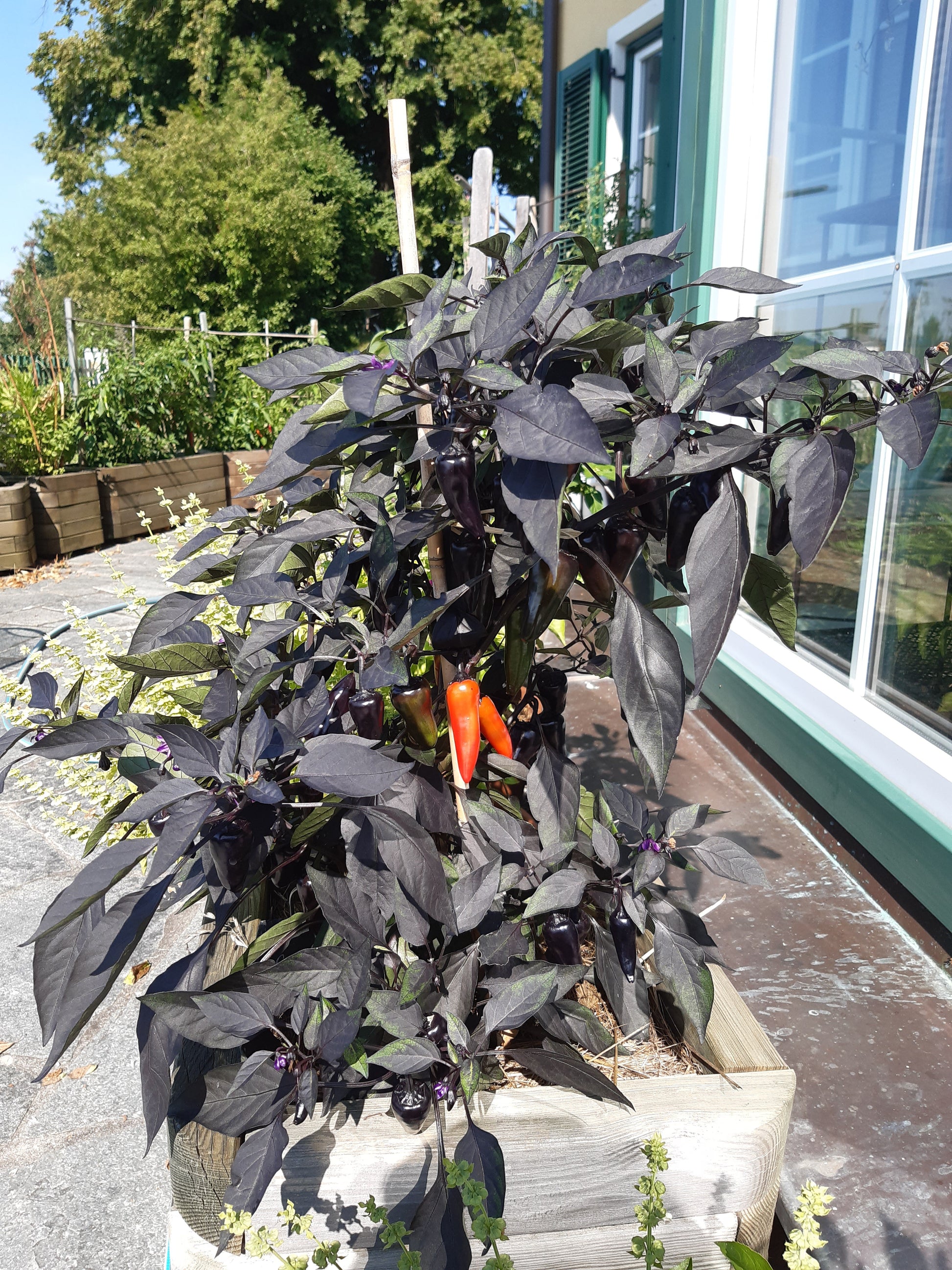 Count Dracula DER TOMATENFLÜSTERER