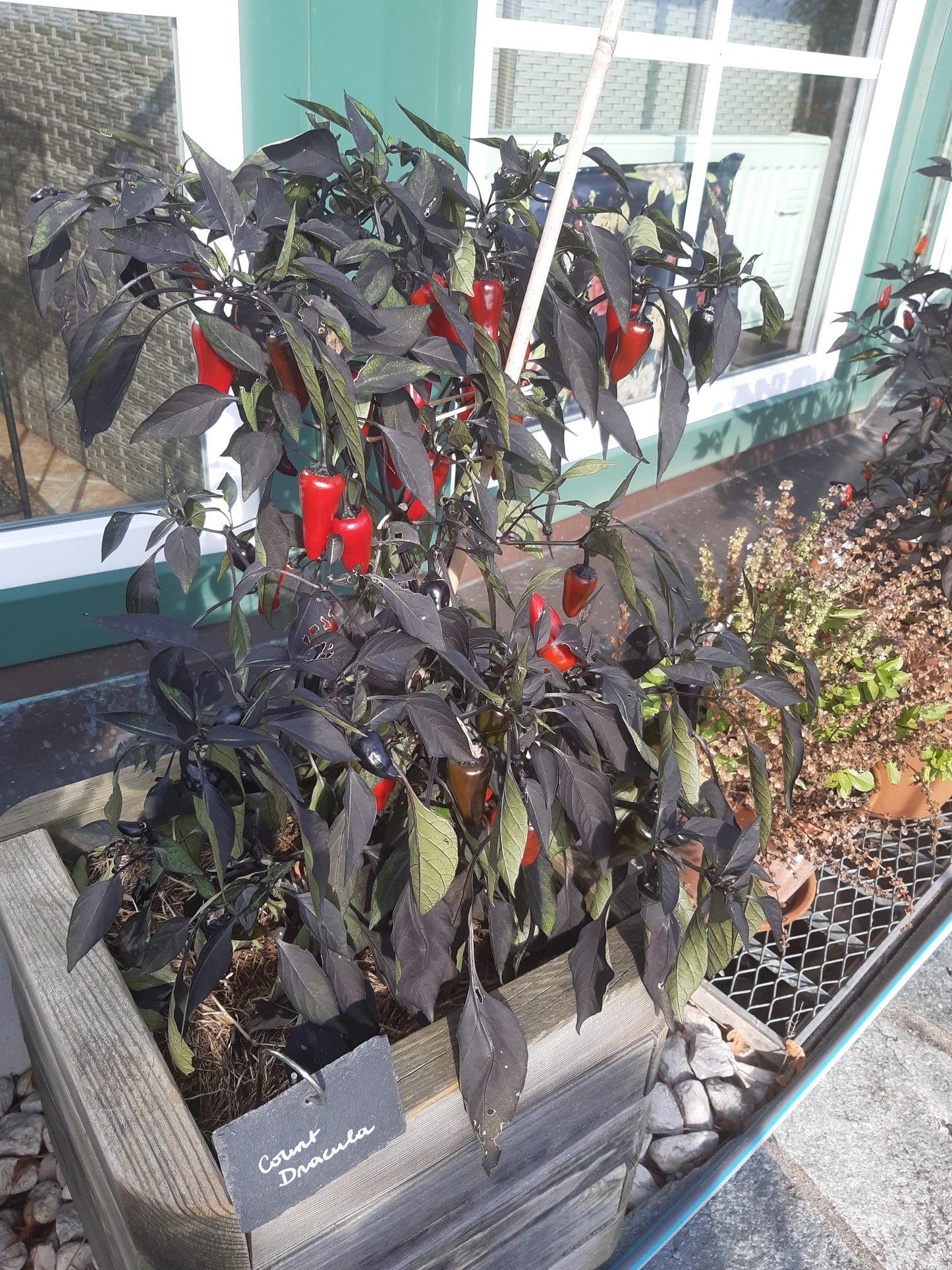 Count Dracula DER TOMATENFLÜSTERER