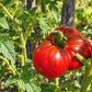 Cowboy DER TOMATENFLÜSTERER