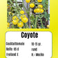 Coyote DER TOMATENFLÜSTERER
