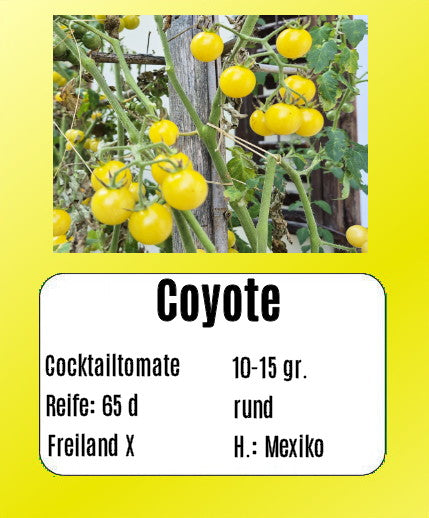 Coyote DER TOMATENFLÜSTERER