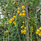 Coyote DER TOMATENFLÜSTERER