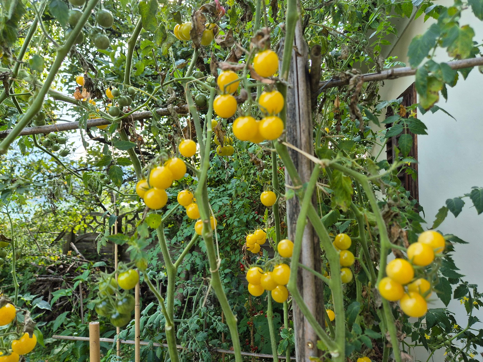 Coyote DER TOMATENFLÜSTERER