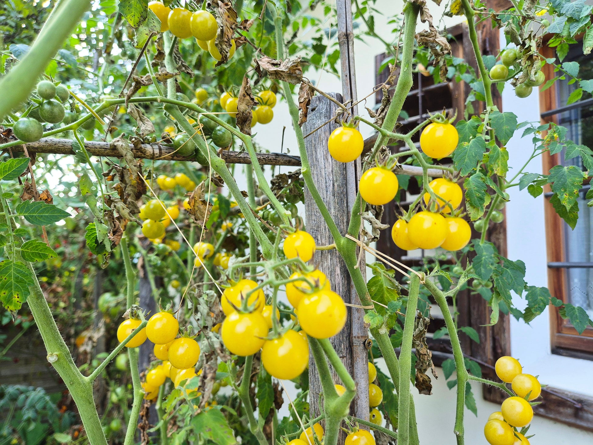 Coyote DER TOMATENFLÜSTERER