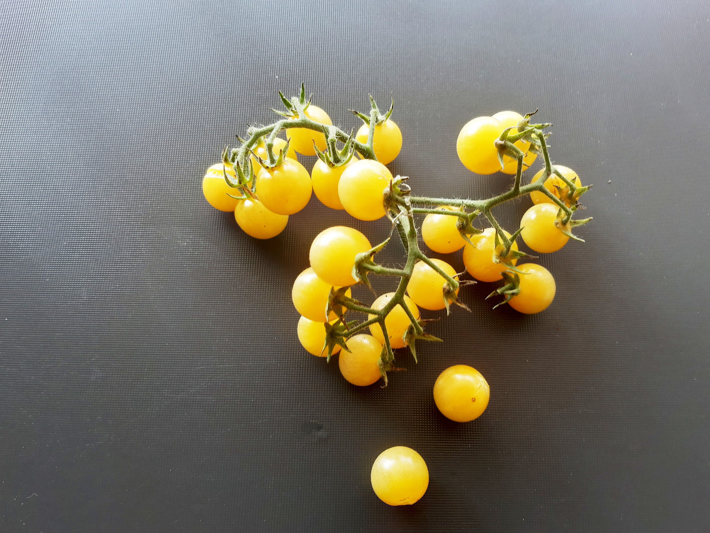 Coyote DER TOMATENFLÜSTERER