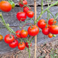 Craigella DER TOMATENFLÜSTERER