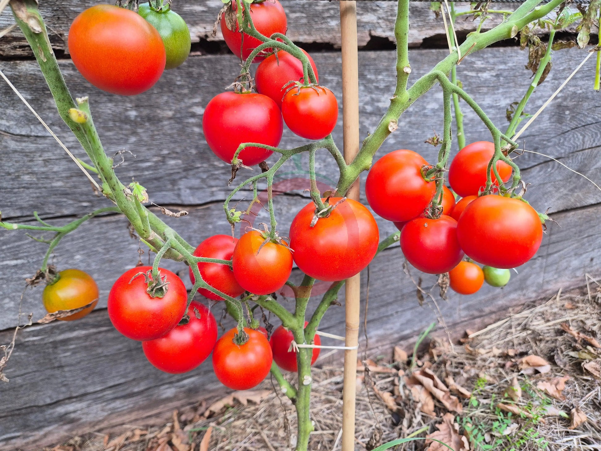 Craigella DER TOMATENFLÜSTERER