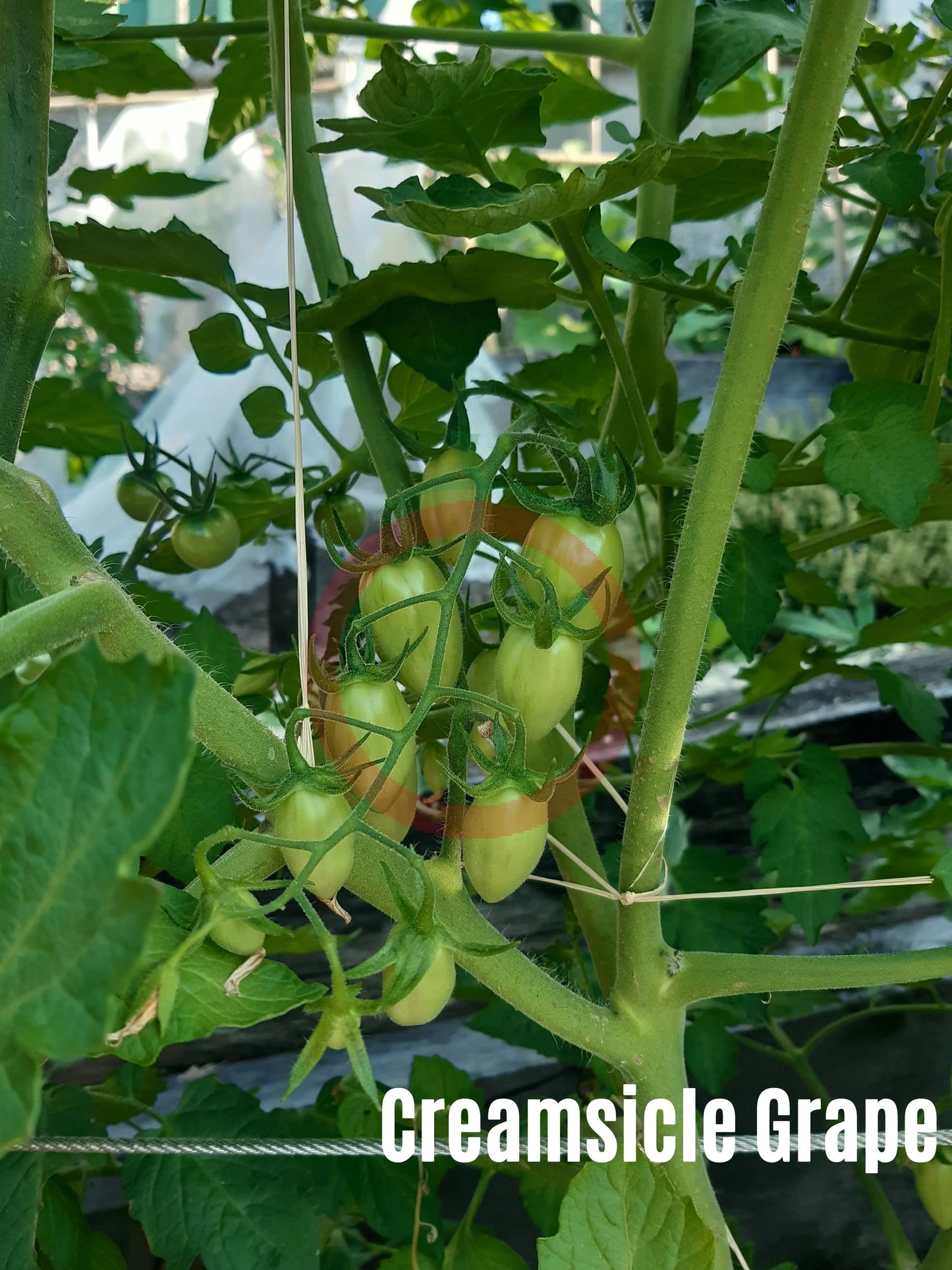 Creamsicle Grape DER TOMATENFLÜSTERER