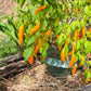 Criolla Sella DER TOMATENFLÜSTERER
