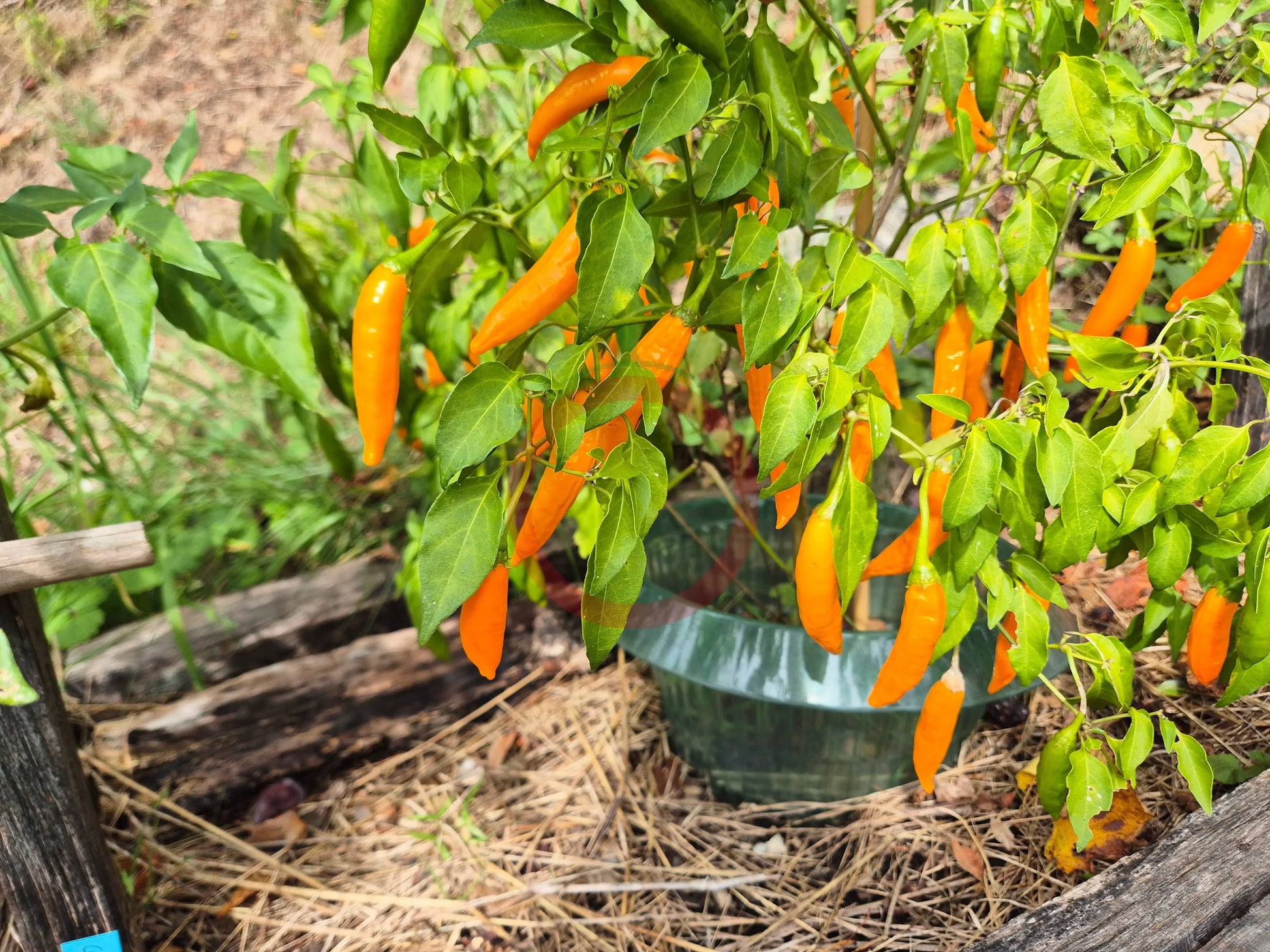 Criolla Sella DER TOMATENFLÜSTERER