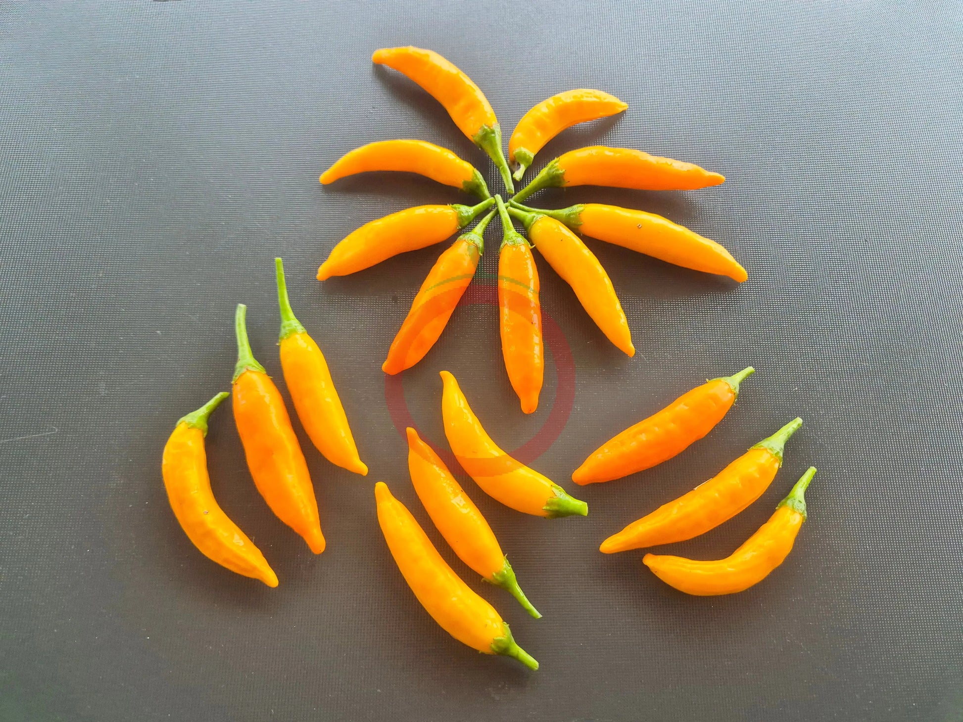 Criolla Sella DER TOMATENFLÜSTERER