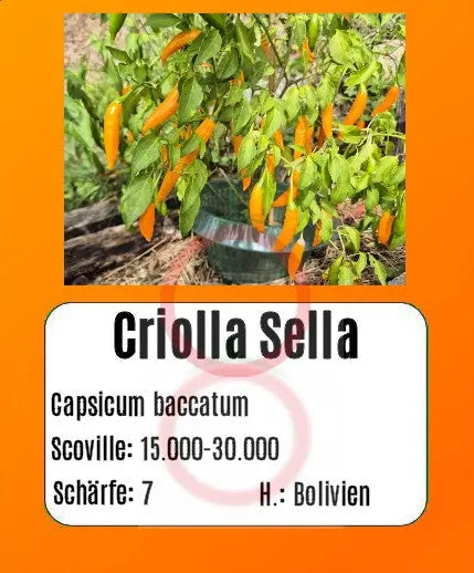 Criolla Sella DER TOMATENFLÜSTERER