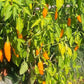 Criolla Sella DER TOMATENFLÜSTERER