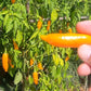 Criolla Sella DER TOMATENFLÜSTERER
