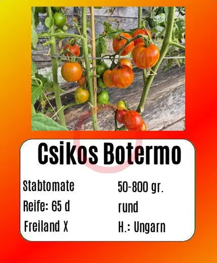 Csikos Botermo DER TOMATENFLÜSTERER