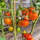 Csikos Botermo DER TOMATENFLÜSTERER