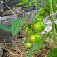 Csikos Botermo DER TOMATENFLÜSTERER