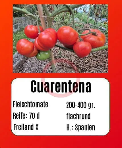Cuarentena DER TOMATENFLÜSTERER