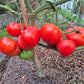 Cuarentena DER TOMATENFLÜSTERER