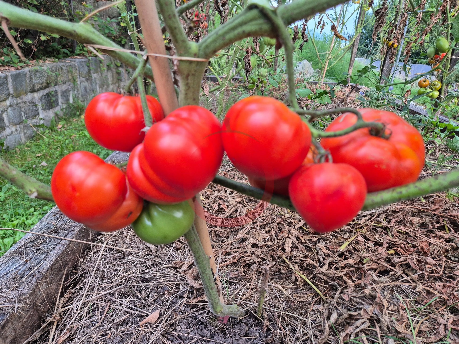 Cuarentena DER TOMATENFLÜSTERER