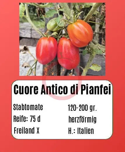Cuore Antico di Pianfei DER TOMATENFLÜSTERER