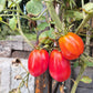 Cuore Antico di Pianfei DER TOMATENFLÜSTERER
