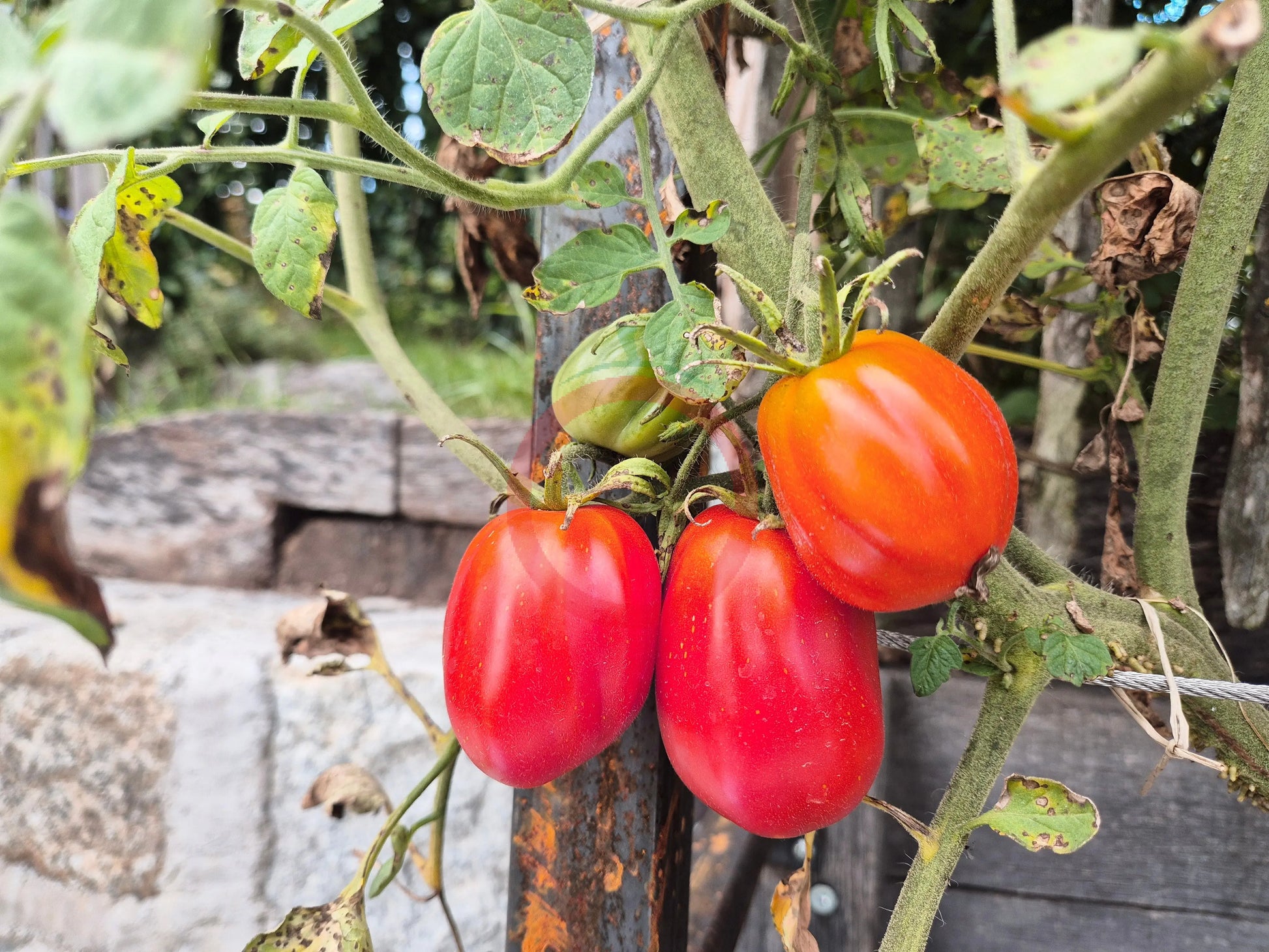 Cuore Antico di Pianfei DER TOMATENFLÜSTERER