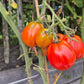 Cuore Antico di Pianfei DER TOMATENFLÜSTERER