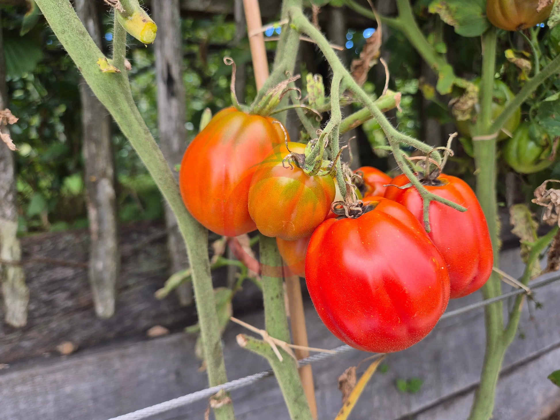 Cuore Antico di Pianfei DER TOMATENFLÜSTERER