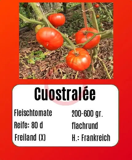 Cuostralée DER TOMATENFLÜSTERER