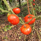 Cuostralée DER TOMATENFLÜSTERER