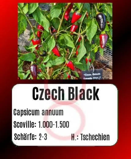 Czech Black DER TOMATENFLÜSTERER