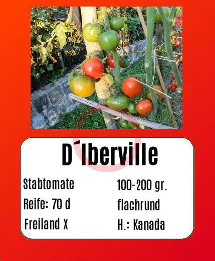D´Iberville DER TOMATENFLÜSTERER
