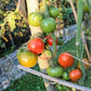 D´Iberville DER TOMATENFLÜSTERER