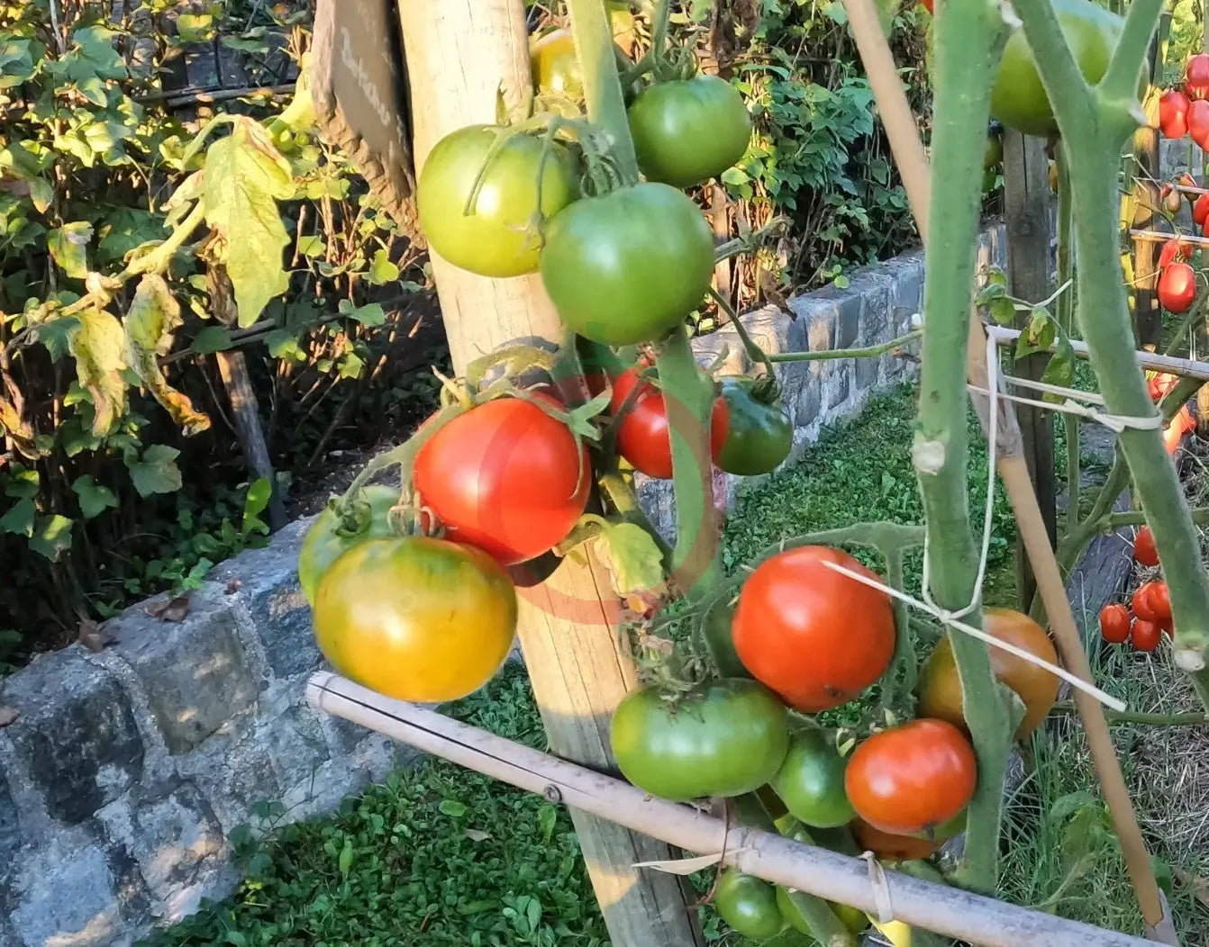 D´Iberville DER TOMATENFLÜSTERER