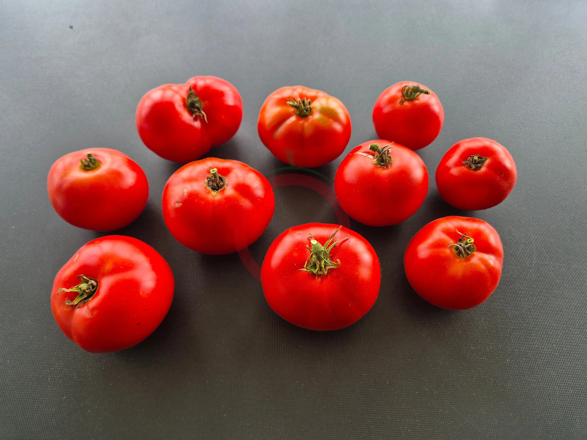 D´Iberville DER TOMATENFLÜSTERER