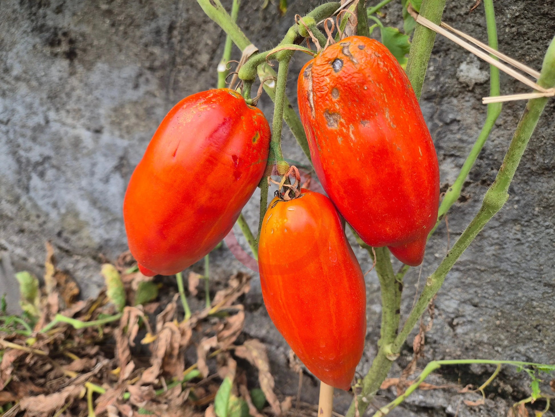 Dad´s Barber Paste DER TOMATENFLÜSTERER